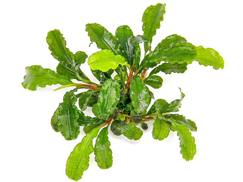 Welliges Blatt - Bucephalandra pygmaea ´Bukit Kelam´ in vitro